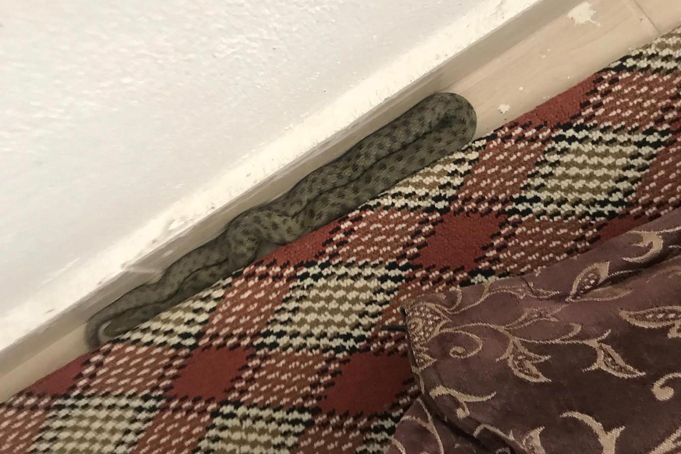 Eve giren yılan korkuya neden oldu